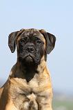 BULLMASTIFF 494